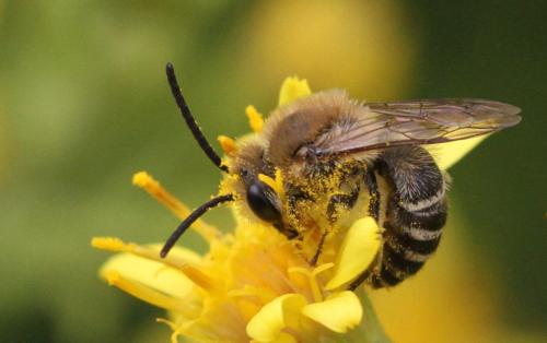 Colletes sp.